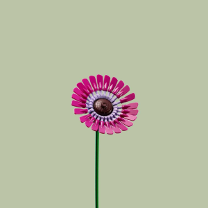 Gerbera Daisy