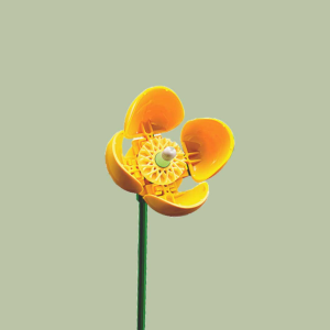 Welsh Poppy