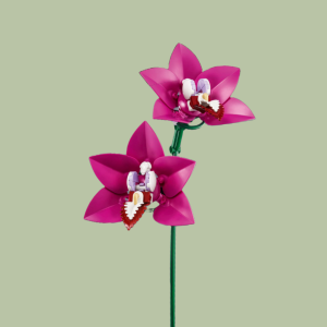 Boat Orchid
