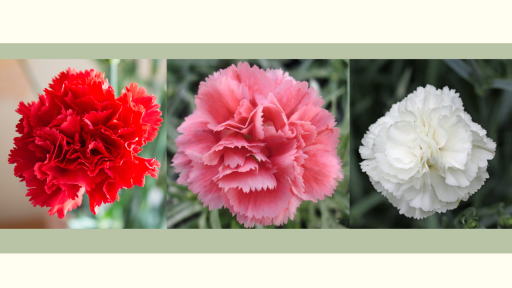 Red, pink, and white carnations showing different color meanings of the January birth flower