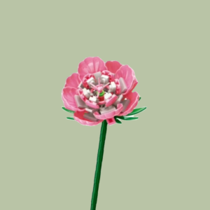 Carnation