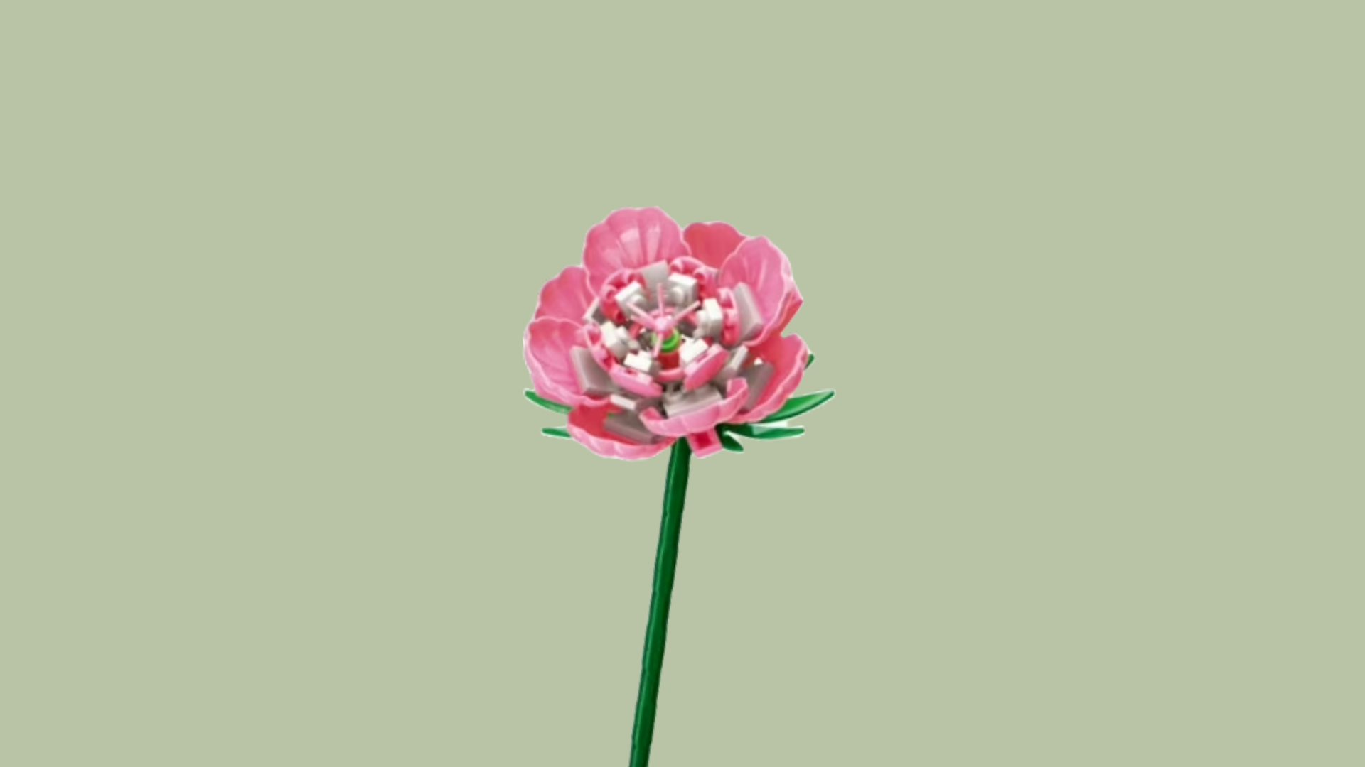 Carnation