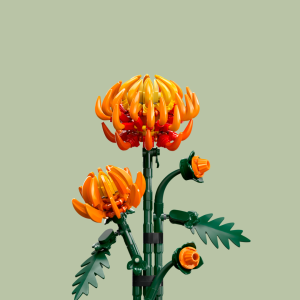Chrysanthemum