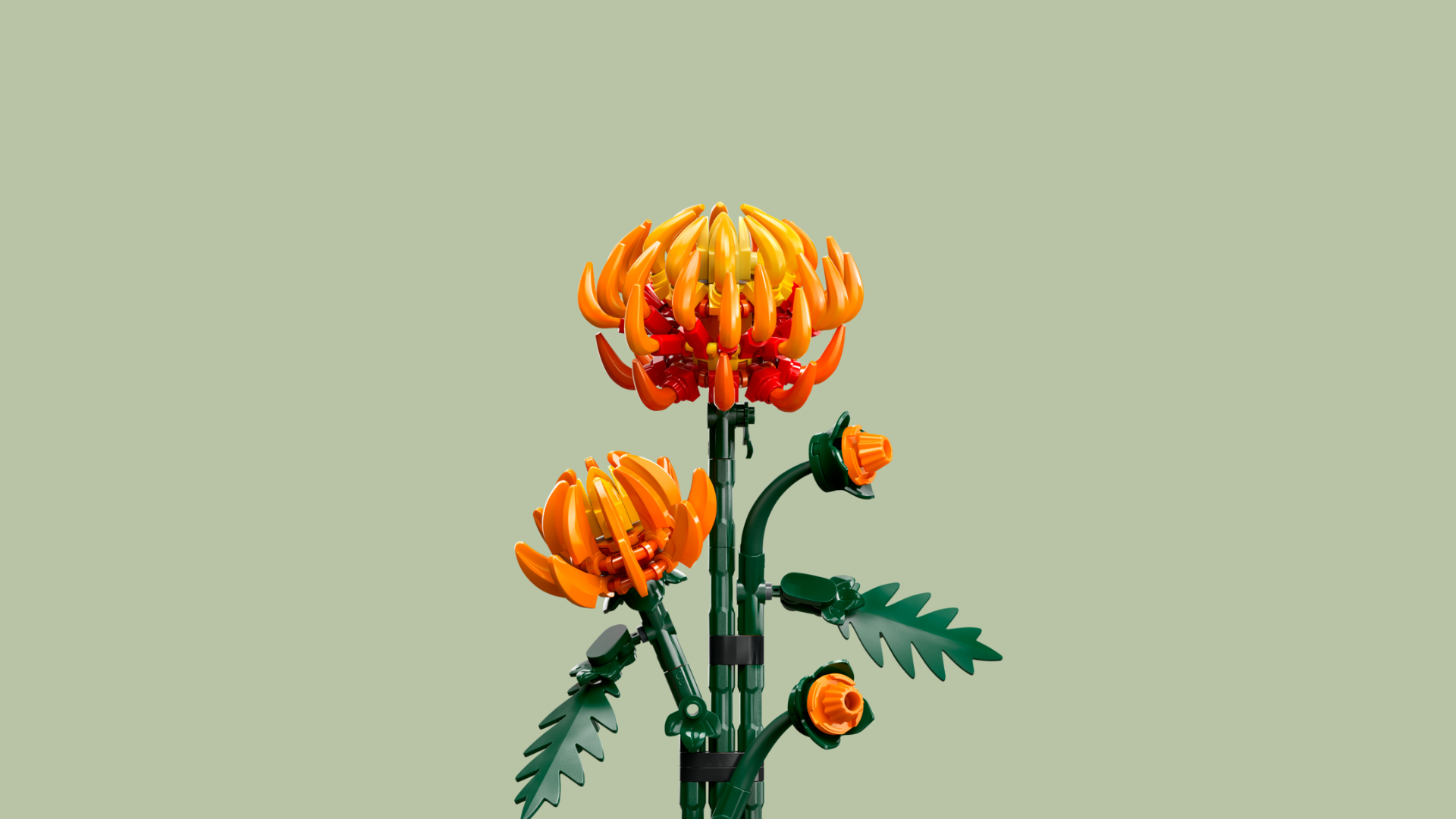 Chrysanthemum
