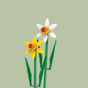 Daffodil