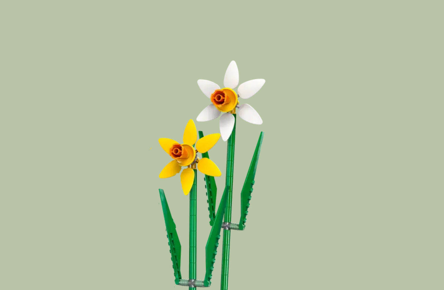 Daffodil