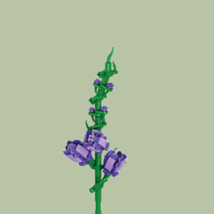 Gladiolus