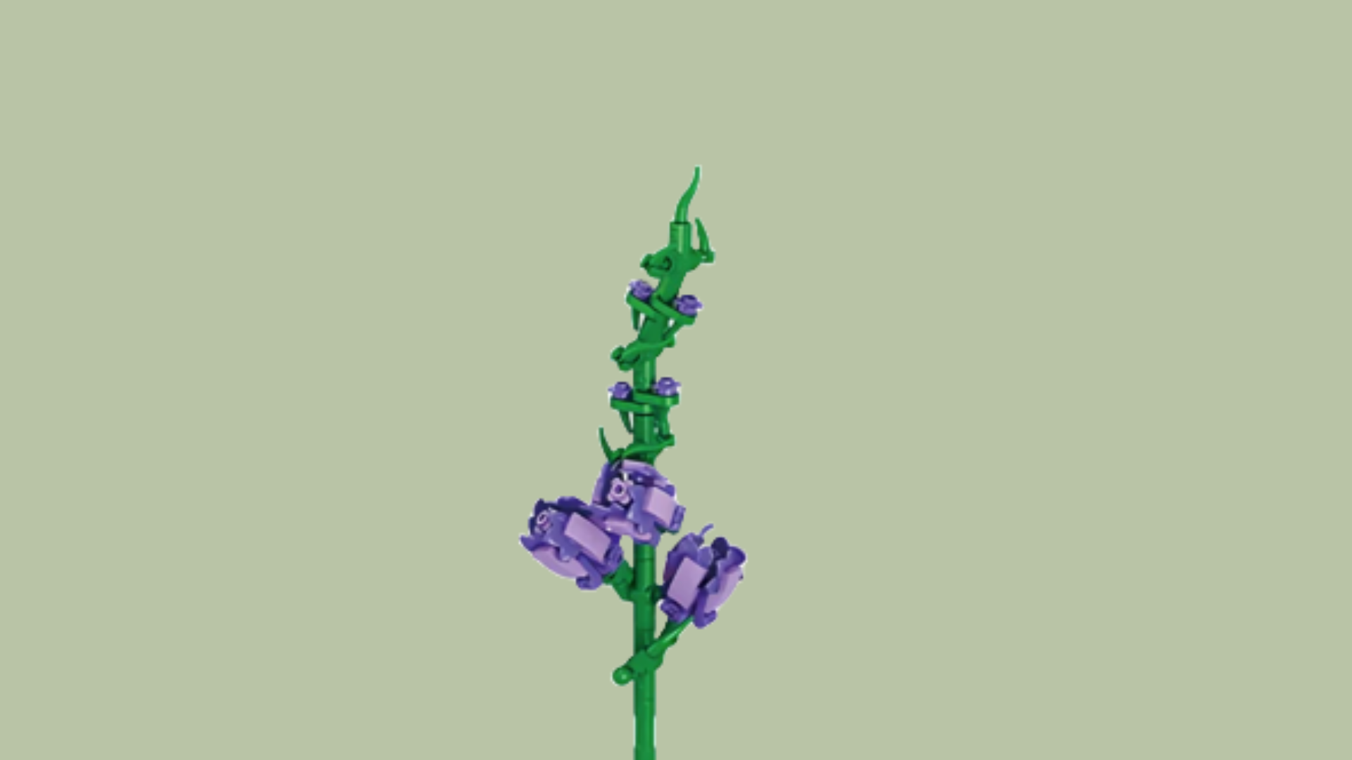 Gladiolus
