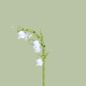 Lily of the Valley