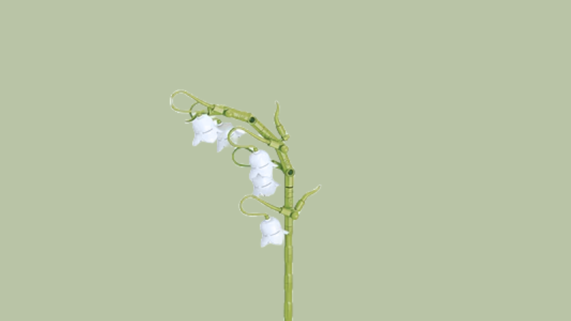 Lily of the Valley