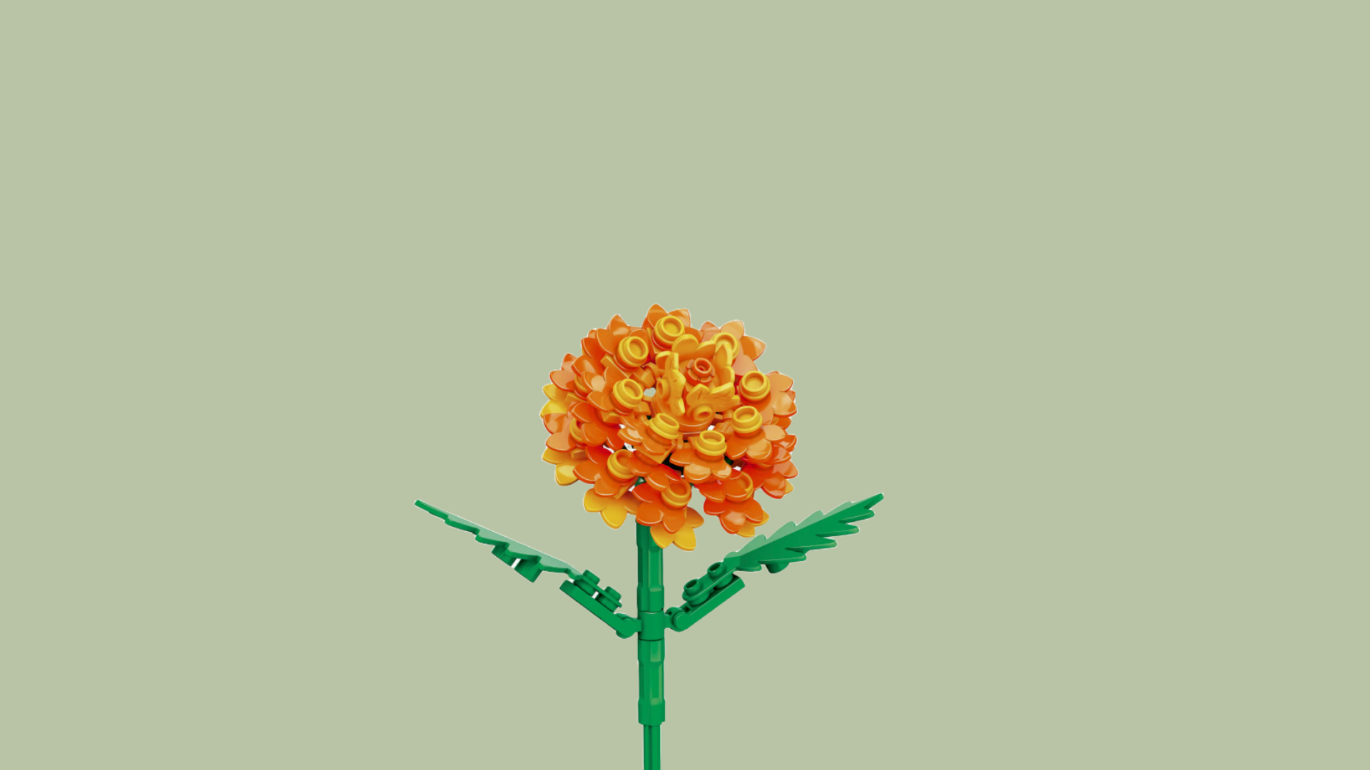Marigold