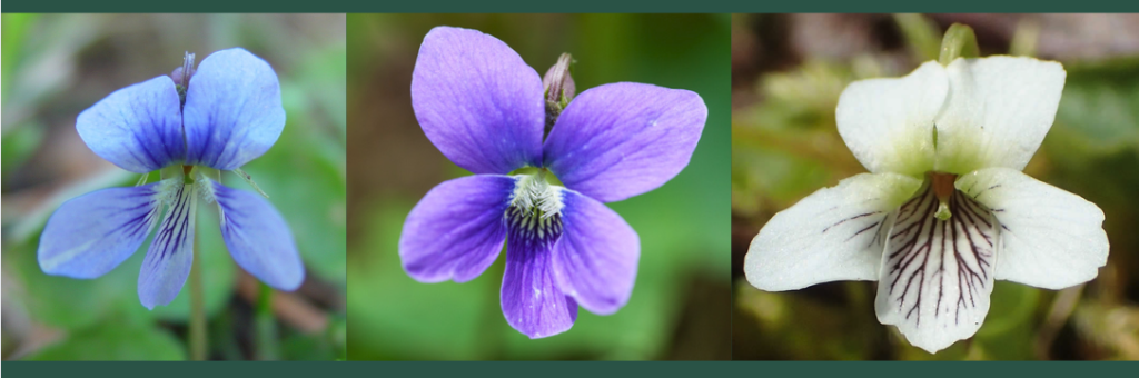 Different violet flower colors including blue, purple, and white February birth flowers
