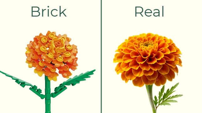October birth flower marigold comparison featuring a real marigold and a LEGO marigold flower