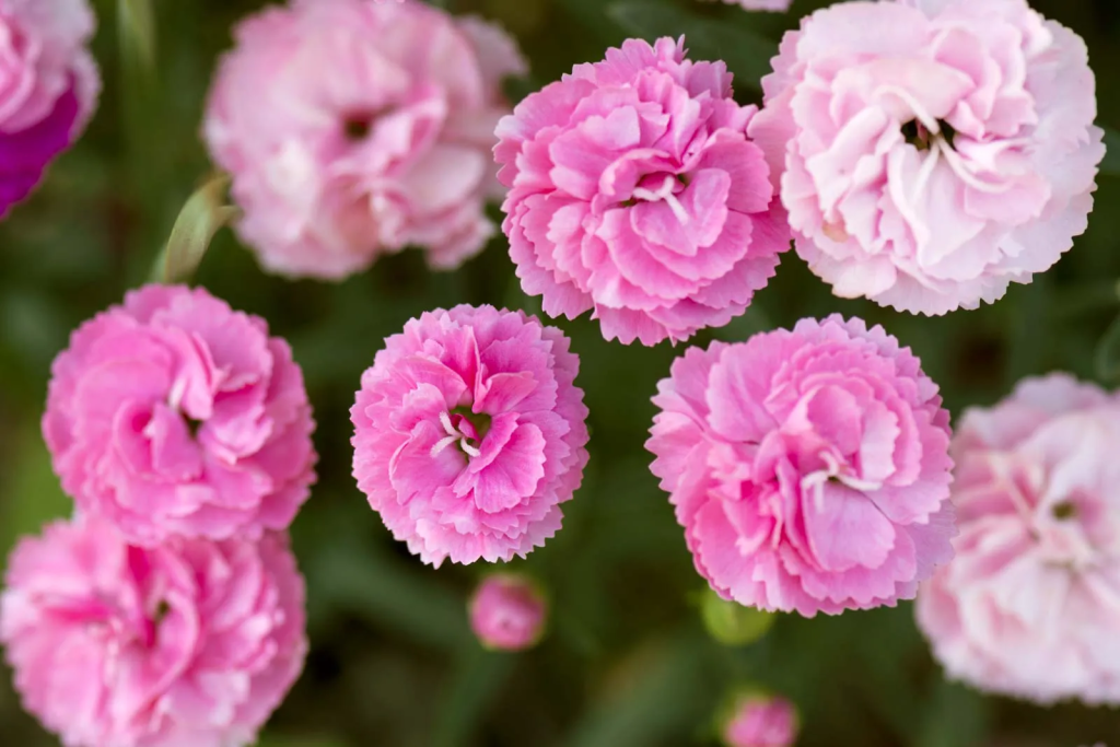 Pink carnations, the January birth flower, symbolizing gratitude and admiration