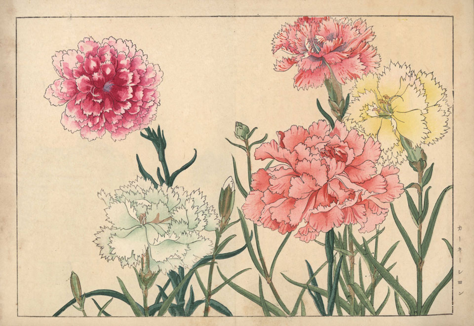 Carnations as the January birth flower used in floriography.