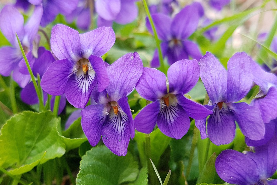 February birth flower violet blooming in early spring