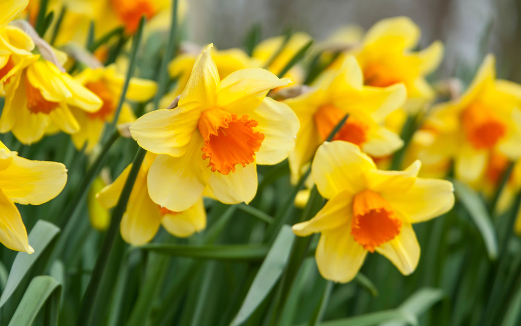 March birth flower daffodil blooming in early spring