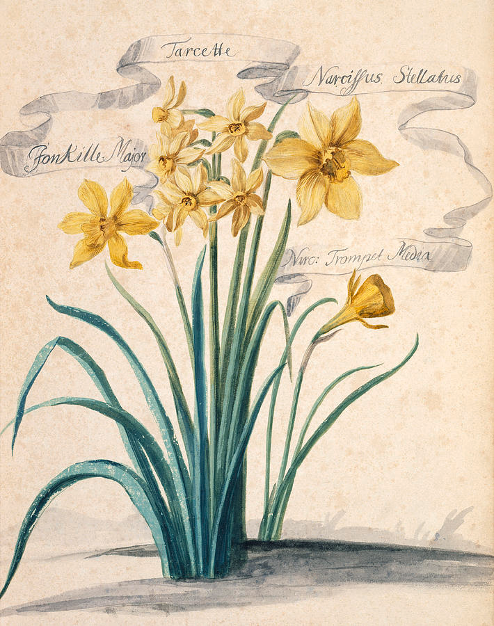 Historical botanical illustration of narcissus daffodil flowers