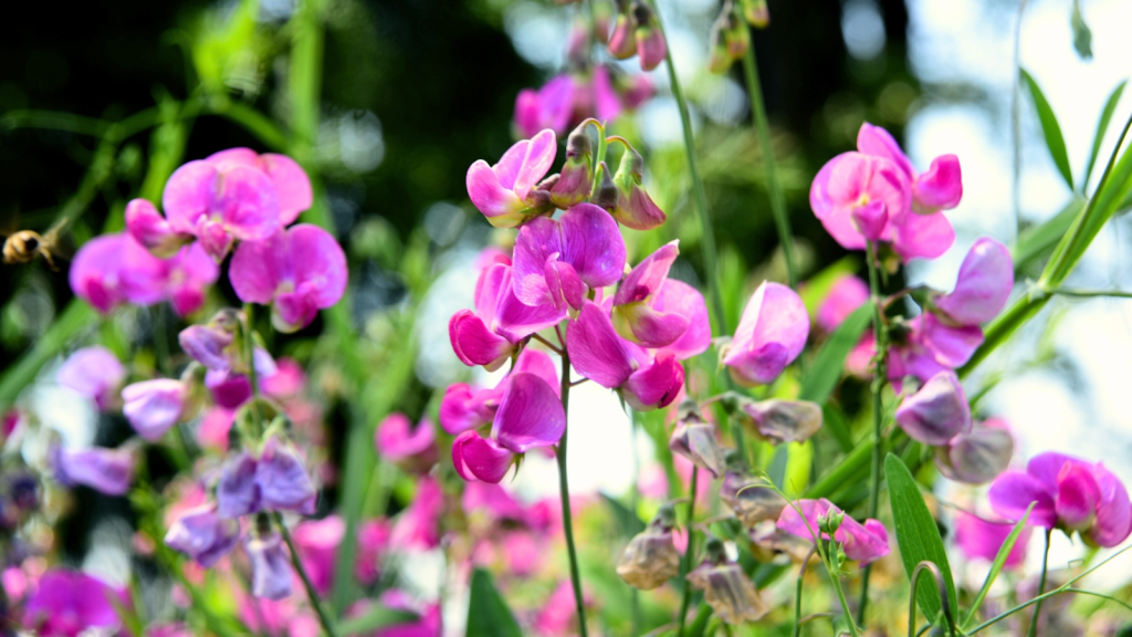 Sweet pea flowers representing the secondary April birth month flower