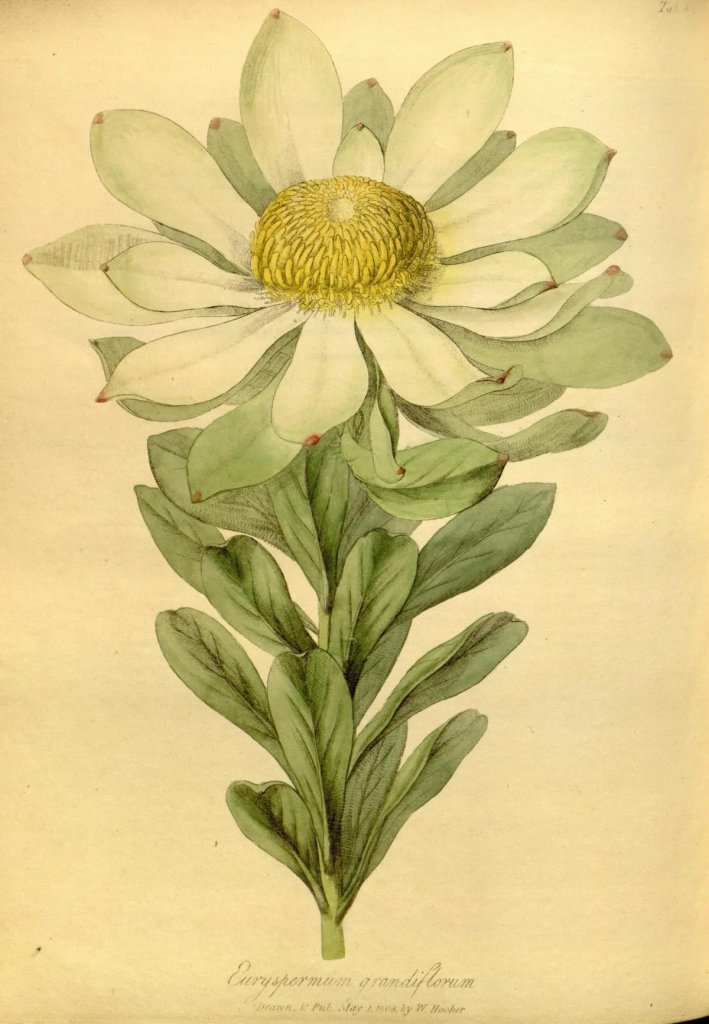 Daisy resting on a book page highlighting the history of the April birth flower