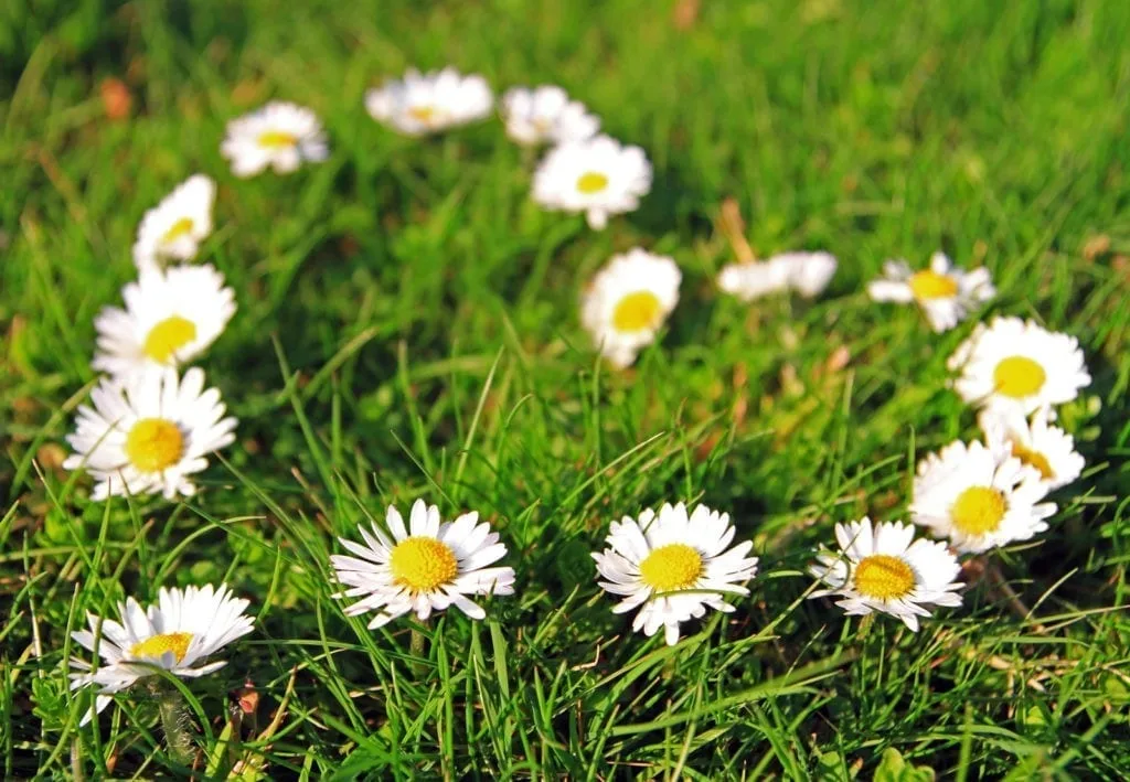 Daisies arranged in a heart shape symbolizing April birth flower meaning and love