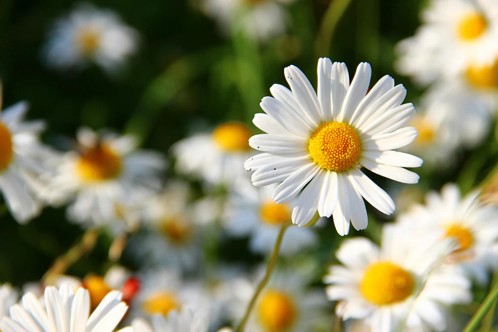 April birth flower daisies in full bloom with white petals and yellow centers